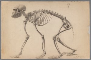 Scheletro di un primate da Philip H. Wolfrom